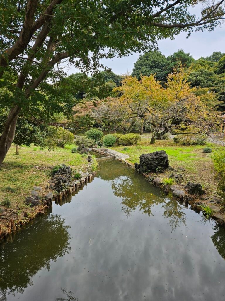 🌸 Shinjuku Gyoen: el jardín donde Tokio baja el volumen photo 2025 11 06 17.48.51