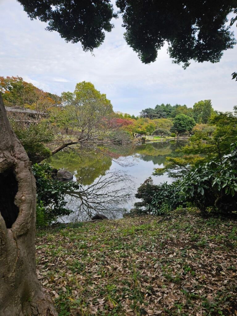 🌸 Shinjuku Gyoen: el jardín donde Tokio baja el volumen photo 2025 11 06 17.48.58