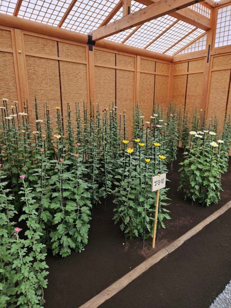 🌸 Shinjuku Gyoen: el jardín donde Tokio baja el volumen photo 2025 11 06 18.24.48