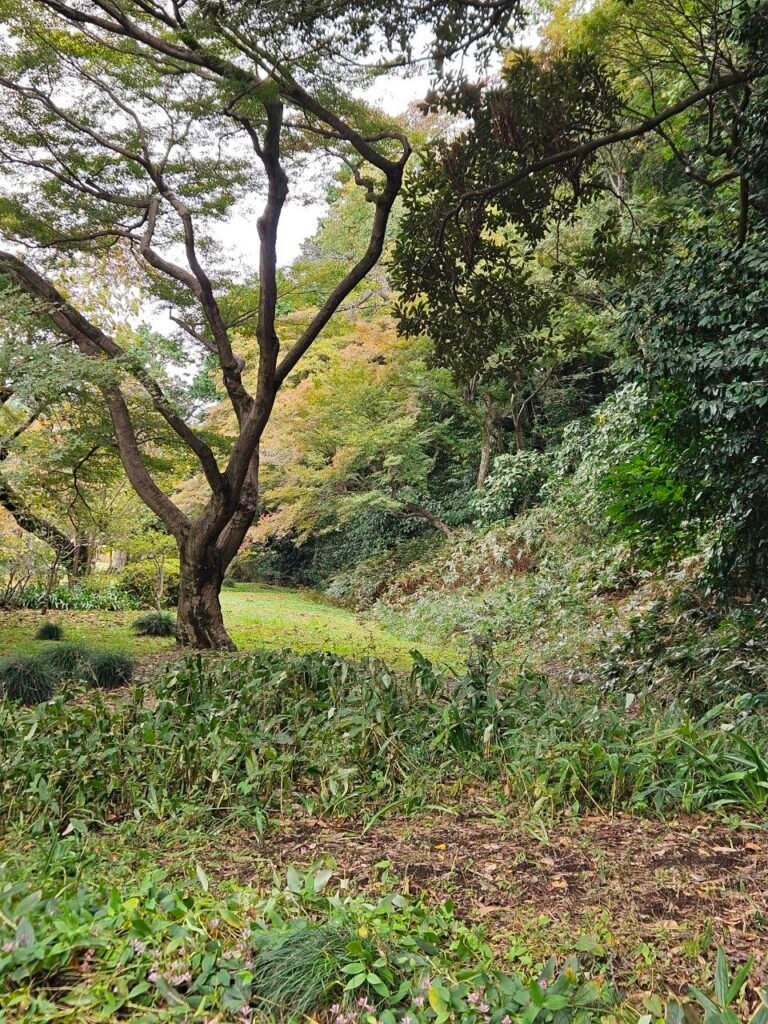 🌸 Shinjuku Gyoen: el jardín donde Tokio baja el volumen photo 2025 11 06 18.25.00