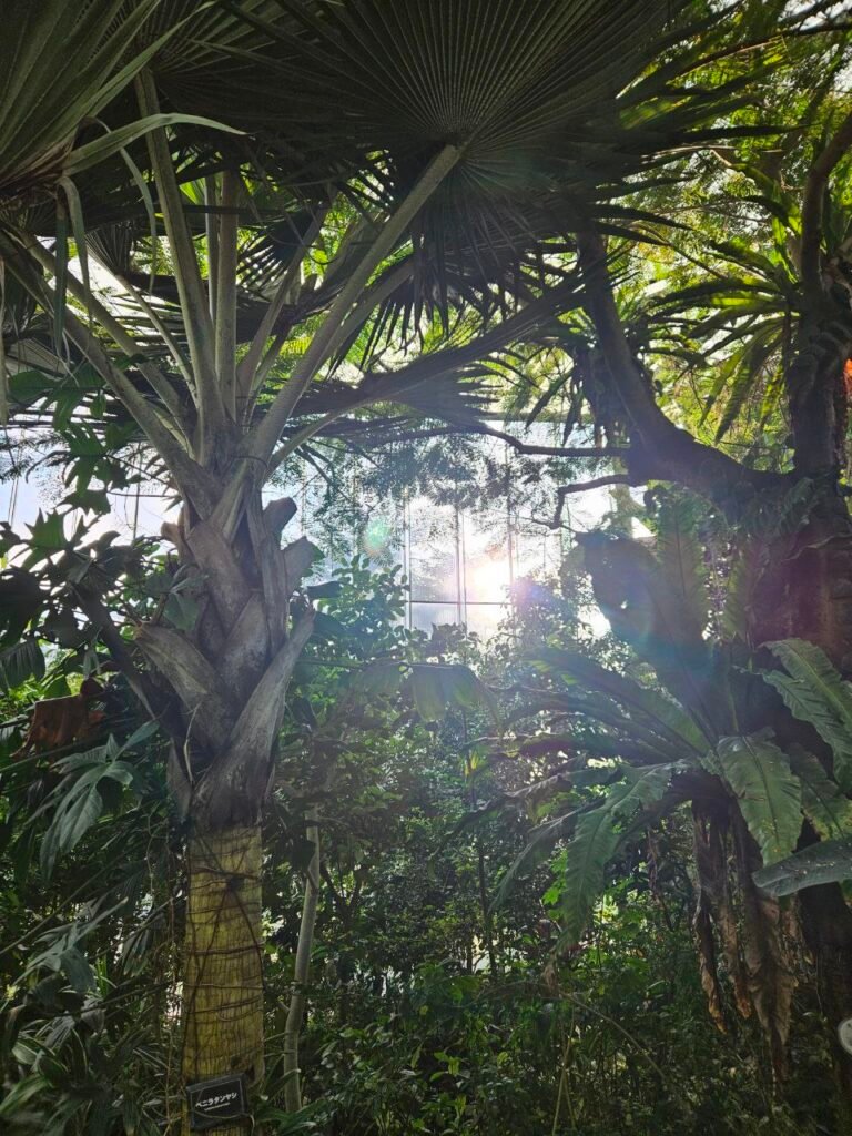 🌸 Shinjuku Gyoen: el jardín donde Tokio baja el volumen photo 2025 11 06 18.43.42