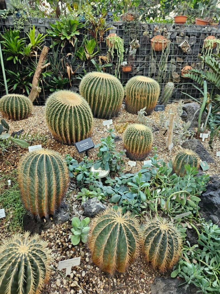 🌸 Shinjuku Gyoen: el jardín donde Tokio baja el volumen photo 2025 11 06 18.43.47