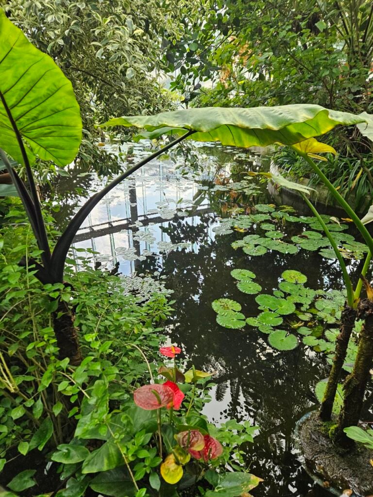 🌸 Shinjuku Gyoen: el jardín donde Tokio baja el volumen photo 2025 11 06 18.43.49