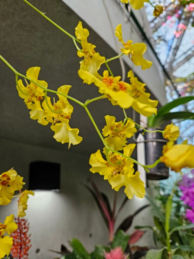 🌸 Shinjuku Gyoen: el jardín donde Tokio baja el volumen photo 2025 11 06 18.43.51